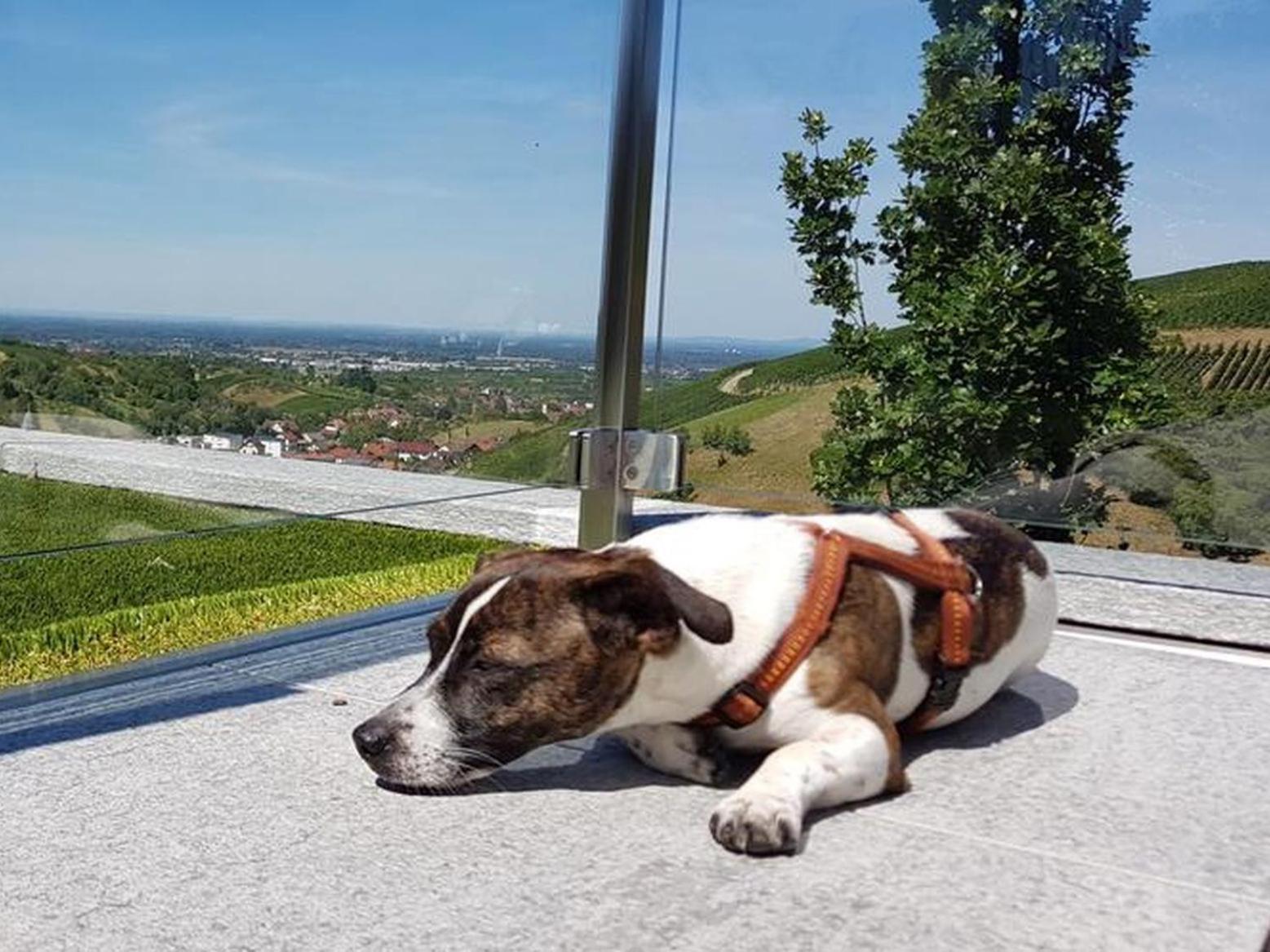 Ferienhaus Mit Panoramablick Bühlertal Extérieur photo